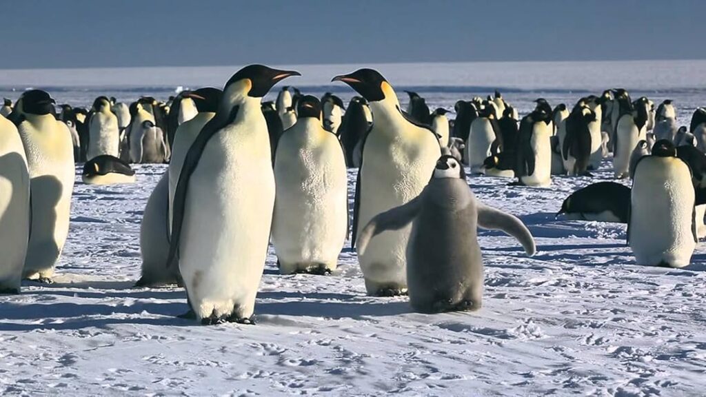 Best Winter Documentaries to Watch in 2025-2026