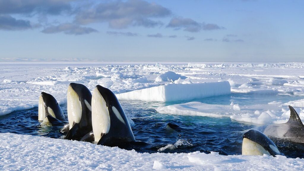 Best Winter Documentaries to Watch in 2025-2026