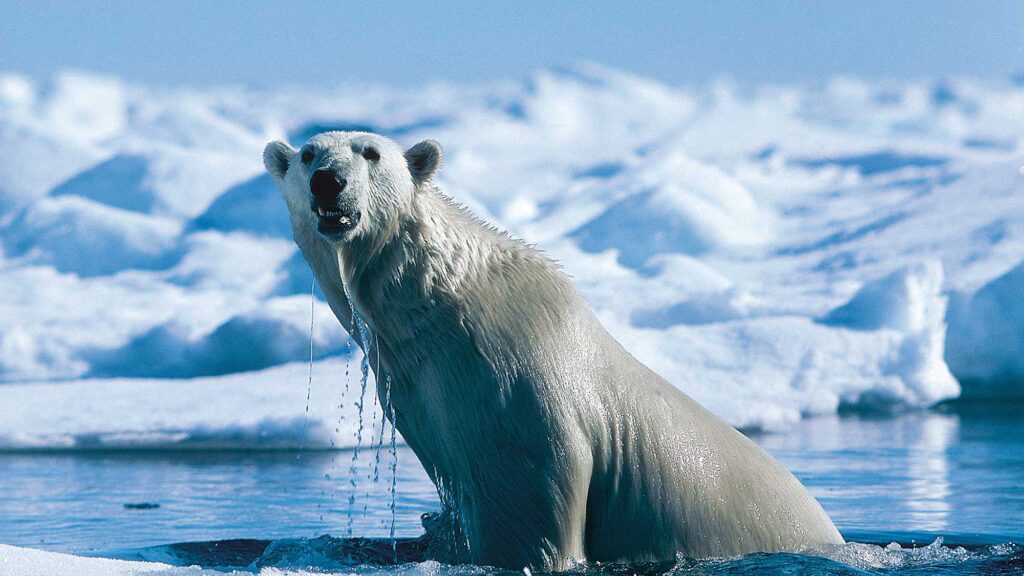 Best Winter Documentaries to Watch in 2025-2026